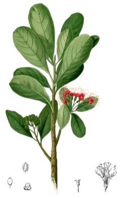 Xanthostemon verdugonianus Mangkono Xanthostemon verdugonianus Mangkono